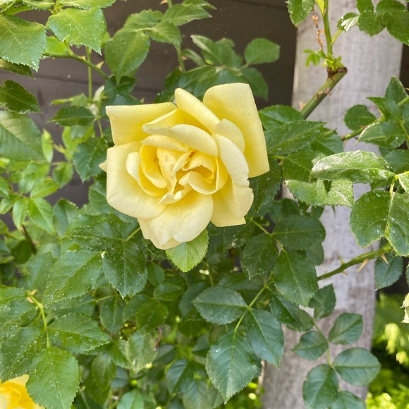 Meet your Posher, Michele - Picture 1 of 1